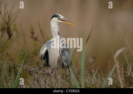 Héron cendré à la recherche de nourriture dans les marais de Camargue Banque D'Images