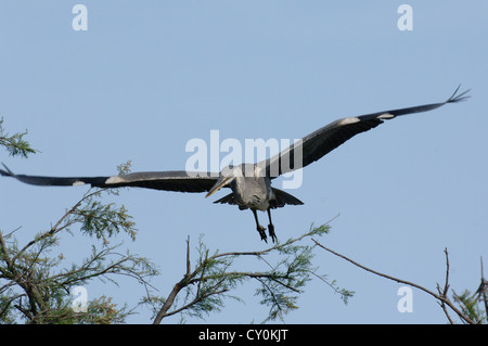 Héron cendré en vol dans le ciel de Camargue Banque D'Images