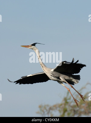 Héron cendré en vol dans le ciel de camargue Banque D'Images