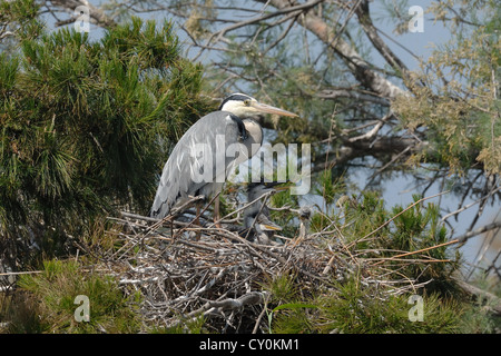 Héron cendré sur son nid avec trois poussins, camargue, france Banque D'Images