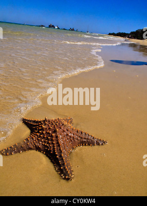 Étoile de jeter dans le sable après avoir été lavés jusqu'à terre par les vagues à l'Australie de l'île Moreton Banque D'Images