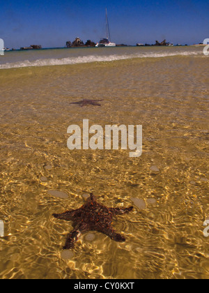 Flottant dans l'étoile de vagues avec coques de vieilles épaves dans la distance à l'Australie de l'île Moreton Banque D'Images