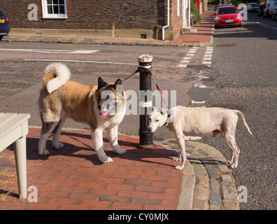 Deux chiens liée à l'extérieur d'une boutique. Une belle Akita et un autre chien de race mixte patienter pendant que leur propriétaire boutiques dans un magasin du village. Banque D'Images