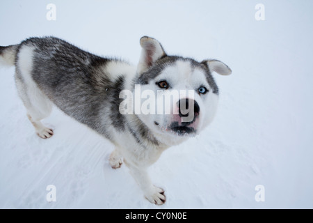 Luges sur le pôle nroth Banque D'Images