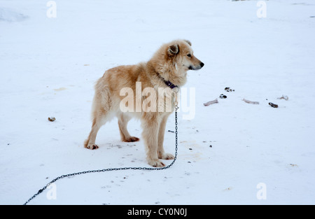 Luges sur le pôle nroth Banque D'Images