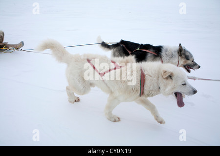 Luges sur le pôle nroth Banque D'Images
