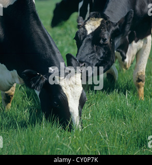 Le pâturage des vaches laitières de race Frisonne sur Spring Grass Banque D'Images