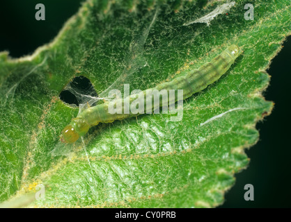 Les fruits d'été tortrix (Adoxophyes orana) Caterpillar dans un pli de la feuille d'apple Banque D'Images
