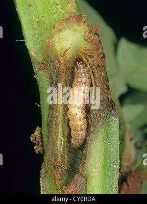 La pyrale du maïs, Ostrinia nubialis, Caterpillar a endommagé les souches de pommes de terre Banque D'Images