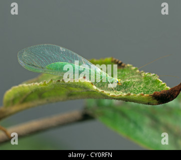 La chrysope verte (Chrysoperla carnea) adulte sur une feuille de pommier Banque D'Images