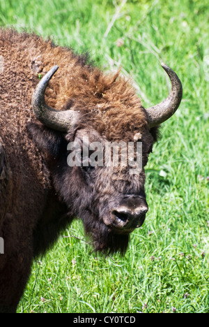 Portrait d'homme de bison (Bison bonasus) Banque D'Images