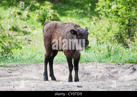 Veau des bisons d'Europe à pied par le parc (Bison bonasus) Banque D'Images