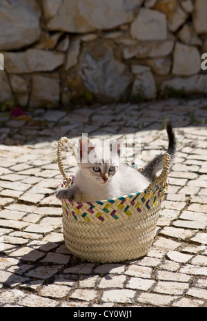 Un chaton jouant dans un panier ( dans l'Algarve, Portugal ) Banque D'Images