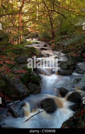 L'Angleterre, Derbyshire, Padley Gorge, en cours d'avalanche à l'automne Banque D'Images