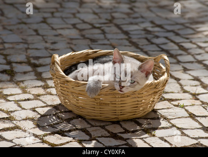 Un chaton dans un panier de détente dans l'Algarve, Portugal Banque D'Images