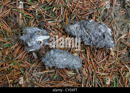 Granulés de régurgité Long-eared Owl (Asio otus otus Strix /) en montrant les os du crâne, des forêts et des poils de souris, Belgique Banque D'Images