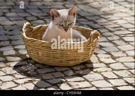 Un chaton jouant avec un panier dans l'Algarve, Portugal Banque D'Images