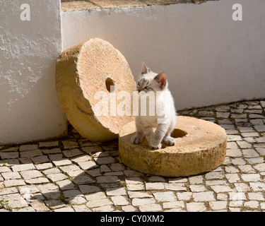 Un chaton jouant avec meules en Algarve, Portugal Banque D'Images