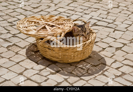 Un chaton caché dans un panier sur une terrasse pavée dans l'Algarve, Portugal Banque D'Images