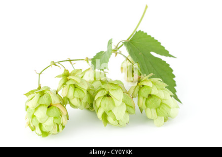 Les cônes de houblon frais avec vert feuille sur la tige Banque D'Images