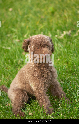 Gros plan du rire teddy chien assis sur le sol Banque D'Images