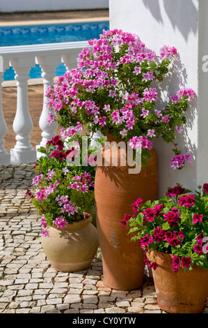 Pelagoniums (géraniums) dans les pots d'une villa piscine, le Portugal, l'Algarve Banque D'Images