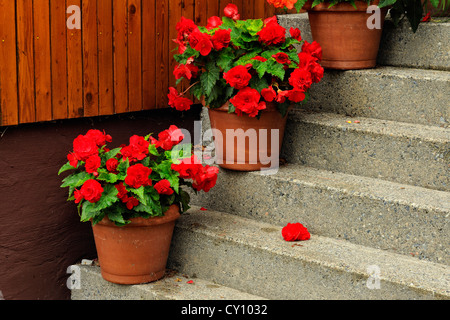 Les bégonias en pot avec escalier, Grand Sudbury, Ontario, Canada Banque D'Images