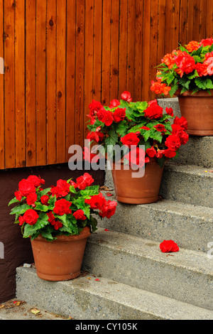 Les bégonias en pot avec escalier, Grand Sudbury, Ontario, Canada Banque D'Images