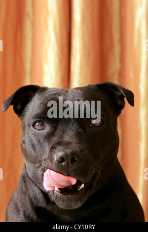 Portrait de Staffordshire Bull Terrier avec la langue contre le fond orange Banque D'Images