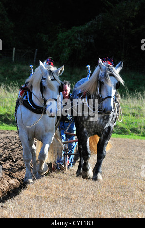 Race de chevaux Percheron chevaux lourds, travail de la terre l'événement de chevaux lourds Banque D'Images