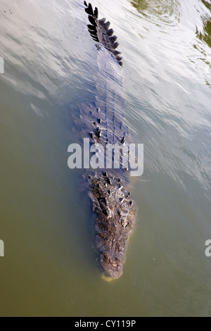 Grand alligator natation flottant près de la surface de l'eau floride usa Banque D'Images