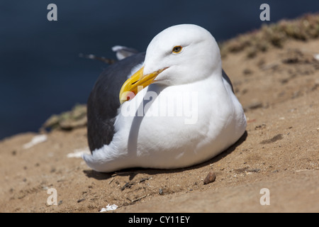 Mouette assise avec sa tête tournée montrant son bec jaune gros plan Banque D'Images