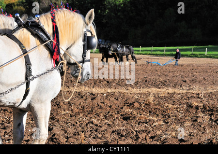 Le labourage de chevaux lourds -événement race de chevaux Percheron, avec le cheval indigène de la région de Clydesdale (Lanarkshire) derrière Banque D'Images