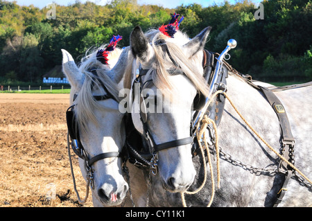 Percheron chevaux lourds à une race de chevaux Chevaux lourds labours et la concurrence à l'événement une campagne automne Show Banque D'Images
