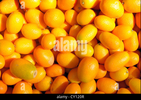 Petits fruits kumquat mûrs Banque D'Images