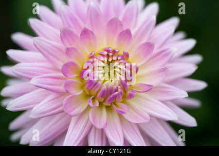 Gros plan sur une jolie floraison rose Cactus Dahlia dans un jardin anglais Banque D'Images