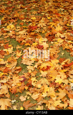 Feuilles d'érable rouge et or couvrant le sol à l'automne Banque D'Images