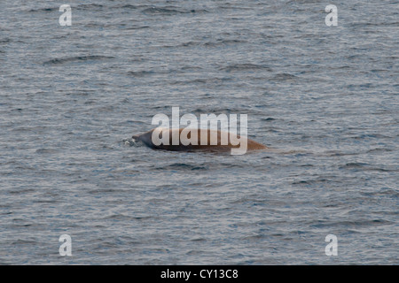 La baleine à bec de Cuvier (Ziphius cavirostris), à la surface. Les Maldives, océan Indien. Banque D'Images