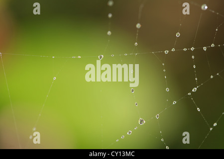Spider's Web après la pluie avec des gouttes d'eau (rosée) sur fond vert Banque D'Images