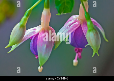 Deux fleurs Fuchsia en fleurs et bourgeons avec deux gouttes de pluie sur les pétales, macro, Close up, Banque D'Images