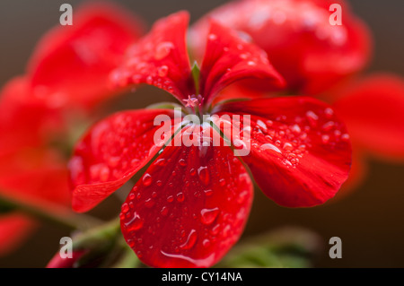 Jardin rouge fleur avec gouttes de pluie sur les pétales, macro, Close up Banque D'Images