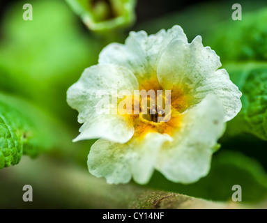 Close up of White, douce fleur de jardin sur feuilles vertes avec des gouttes de pluie sur ses pétales, Close up, macro Banque D'Images