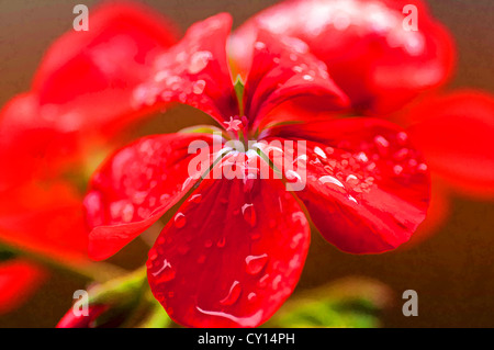 Peinture effet appliqué sur une photo de la fleur de jardin avec des gouttes de pluie sur ses pétales Banque D'Images