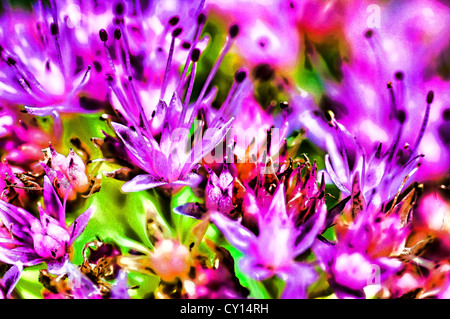 Peinture effet appliqué sur une photo d'un bouquet de fleur de jardin violet avec des feuilles vertes et des gouttes de pluie sur ses pétales Banque D'Images