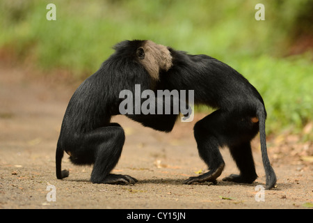 Le macaque à queue de lion (Macaca silène) play-combats sur un chemin forestier dans la Réserve de tigres de Anaimalai, Tamil Nadu, Inde Banque D'Images