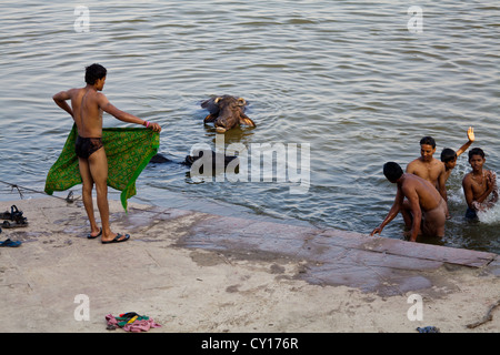 Les jeunes partageant une salle de bain avec les buffles d'eau dans le fleuve sacré du Gange à Varanasi, Inde Banque D'Images