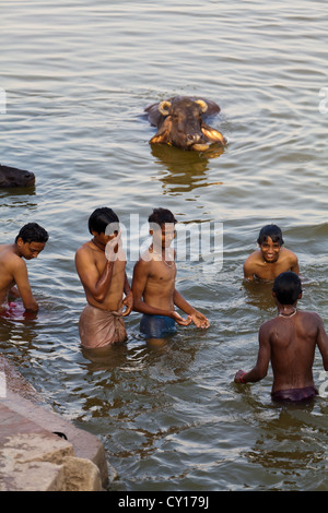 Les jeunes partageant une salle de bain avec les buffles d'eau dans le fleuve sacré du Gange à Varanasi, Inde Banque D'Images