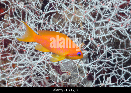 Lyretail Anthias, femelle Pseudanthias squamipinnis, Thaa Atoll, Maldives Banque D'Images