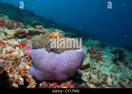 Maldives poisson clown en Anémone de mer magnifique, Amphiprion nigripes, atoll de Felidhu, Maldives Banque D'Images