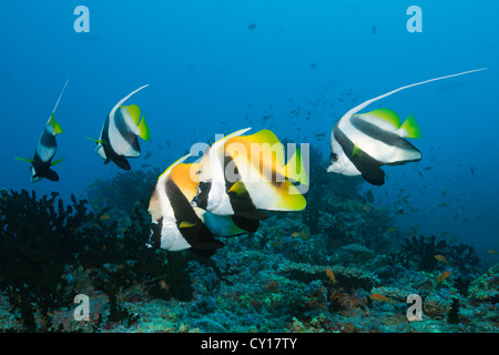 Plus de corail, Bannerfishes monceros Heniochus acuminatus, Heniochus, North Male Atoll, Maldives Banque D'Images